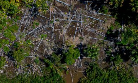 Latinoamérica: ¿Preparada para exportar «libre de deforestación»?