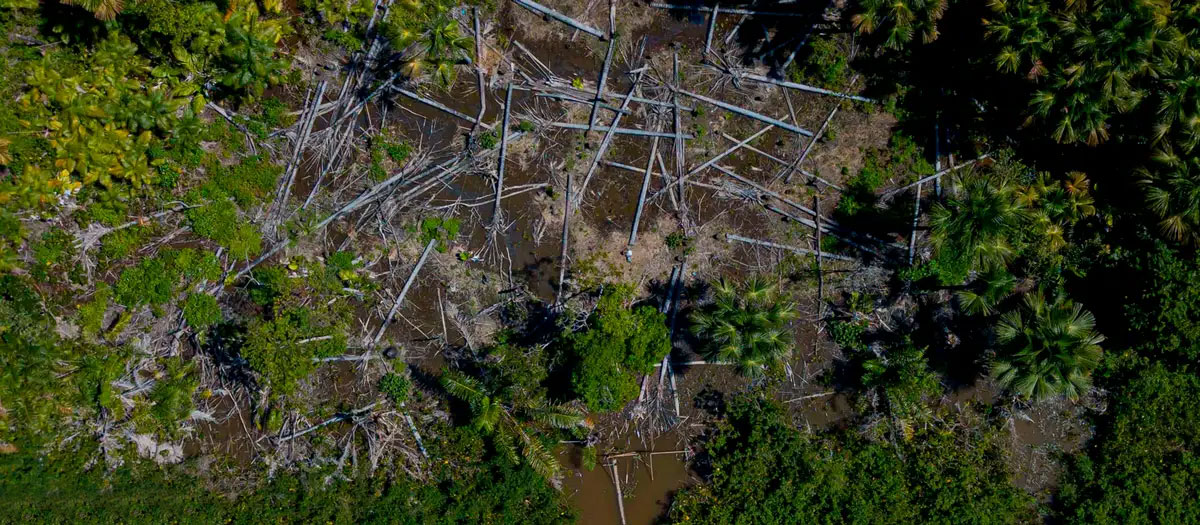 Latinoamérica: ¿Preparada para exportar «libre de deforestación»?