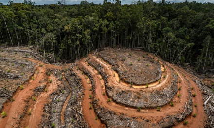 ¿Está República Dominicana lista para exportar «libre de deforestación»