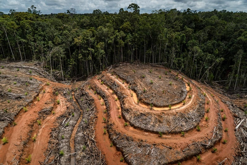 ¿Está República Dominicana lista para exportar «libre de deforestación»
