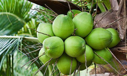 La verdad del Coco Dominicano: Un Tesoro Natural con Impacto Global