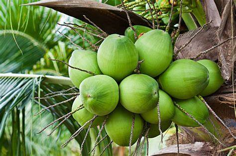 La verdad del Coco Dominicano: Un Tesoro Natural con Impacto Global