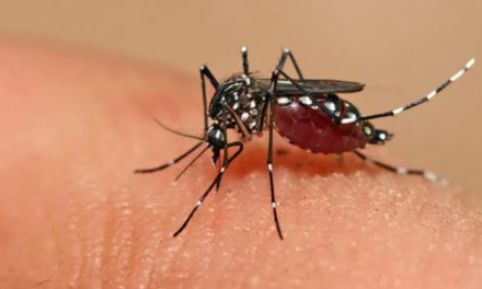 Más de 6.900 casos de dengue en lo que va de año