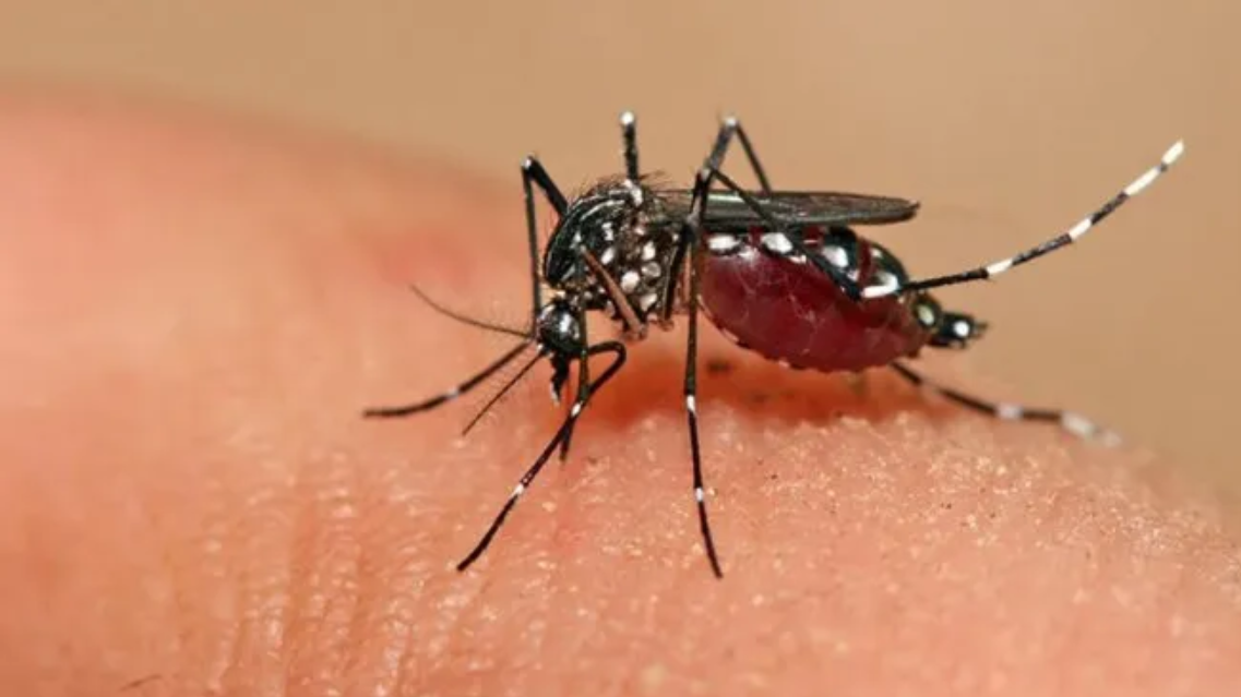 Más de 6.900 casos de dengue en lo que va de año