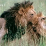 Queer Planet: Un documental que lleva la ideología de género al reino animal