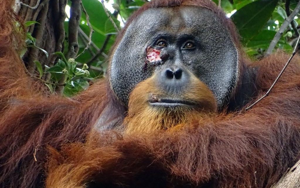 Un orangután se curó una herida con un ungüento que él mismo elaboró