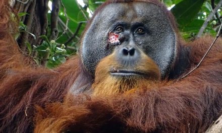 Un orangután se curó una herida con un ungüento que él mismo elaboró