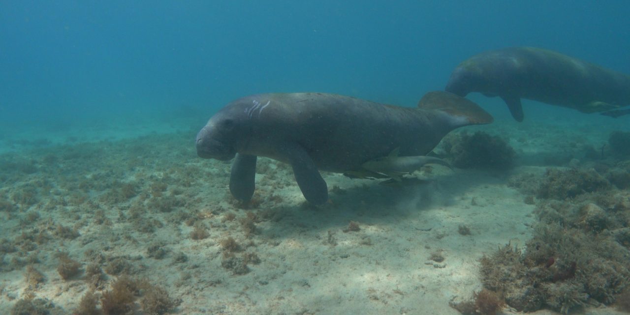 Ministerio de Medio Ambiente trabaja para proteger a los manatíes a través de la investigación y acciones de conservación de la especie.