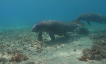 Ministerio de Medio Ambiente trabaja para proteger a los manatíes a través de la investigación y acciones de conservación de la especie.