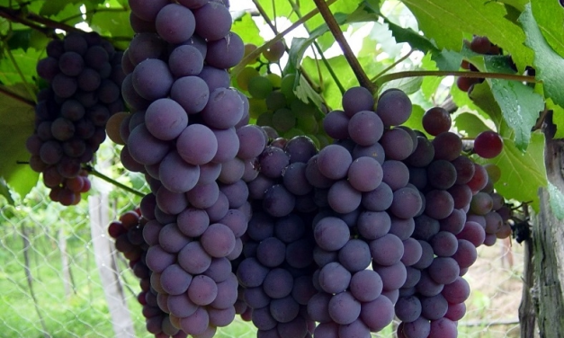 República Dominicana iniciará exportación de uvas de mesa a EE. UU. y otros mercados