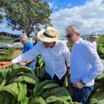 En RD existen 29 zonas tabacaleras en 15 provincias, informa Intabaco