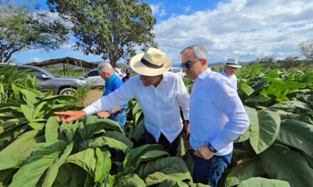 En RD existen 29 zonas tabacaleras en 15 provincias, informa Intabaco