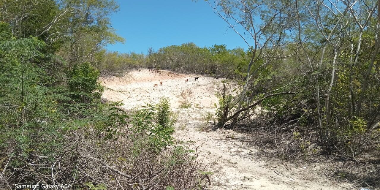 Denuncian deforestación en el Cachón de Barahona