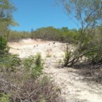 Denuncian deforestación en el Cachón de Barahona