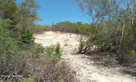 Denuncian deforestación en el Cachón de Barahona