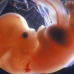 Un bebé nacido de un embrión congelado de 30 años conmociona al mundo