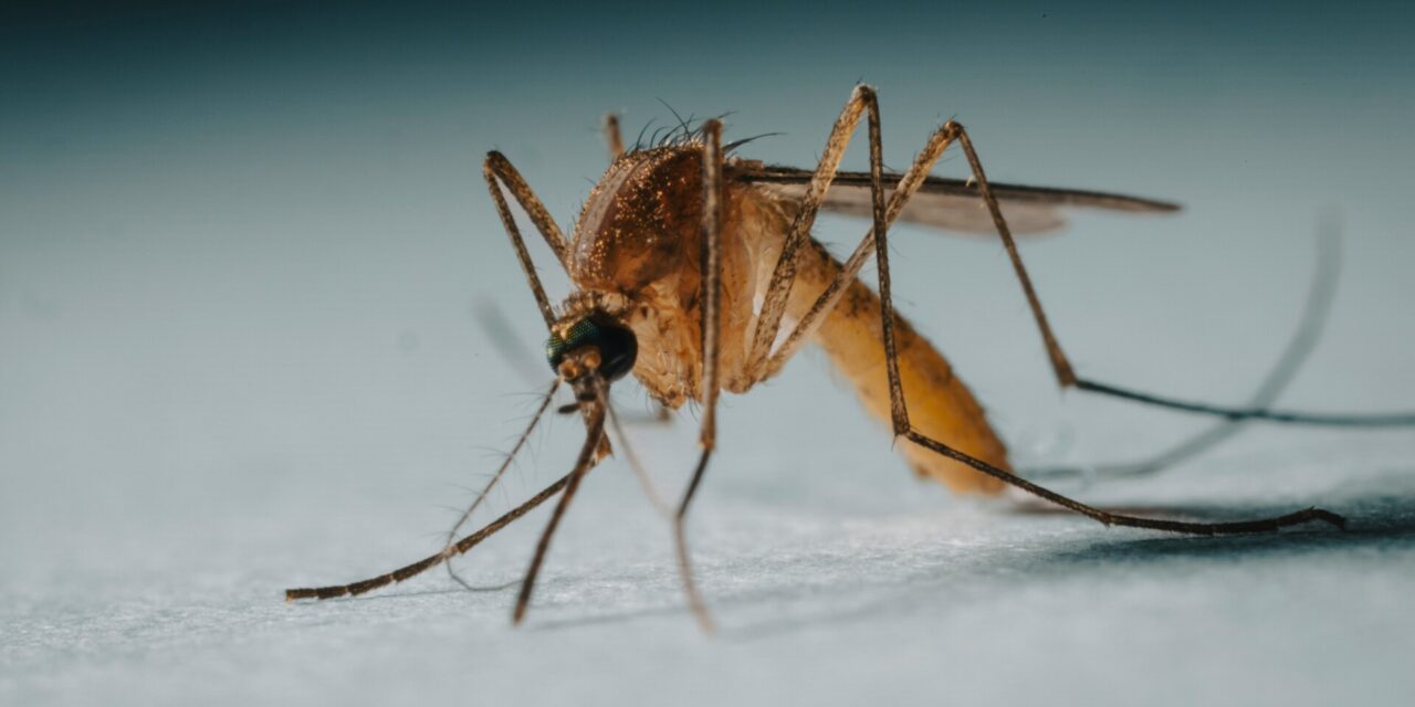 Un brote de chikungunya en China genera temores de una pandemia