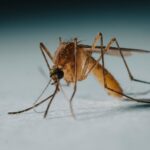 Un brote de chikungunya en China genera temores de una pandemia