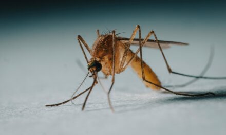 Un brote de chikungunya en China genera temores de una pandemia