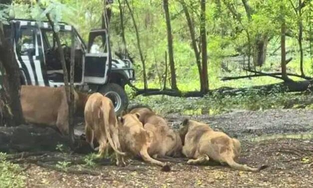 Leones atacan y matan a cuidador ante la mirada del público en un parque de Bangkok