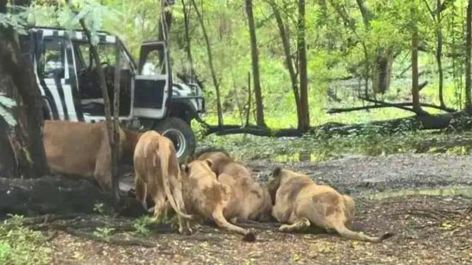 Leones atacan y matan a cuidador ante la mirada del público en un parque de Bangkok