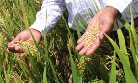 Redefinir la política arrocera