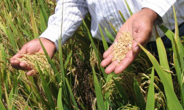 Redefinir la política arrocera