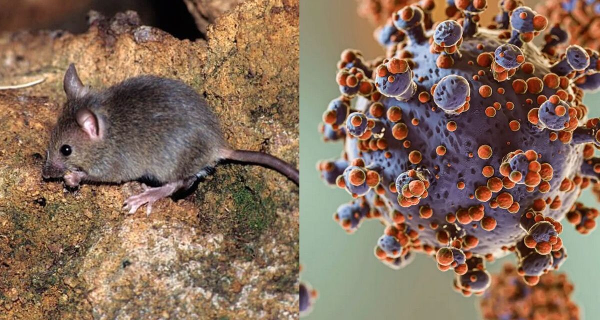 EE.UU: Residentes de Nueva Jersey monitorizados tras la exposición al hantavirus