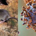 EE.UU: Residentes de Nueva Jersey monitorizados tras la exposición al hantavirus