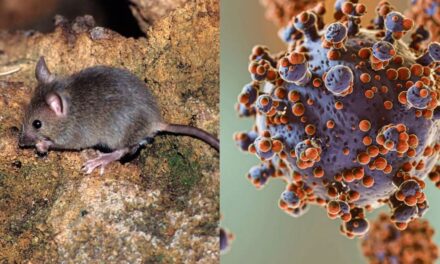 EE.UU: Residentes de Nueva Jersey monitorizados tras la exposición al hantavirus